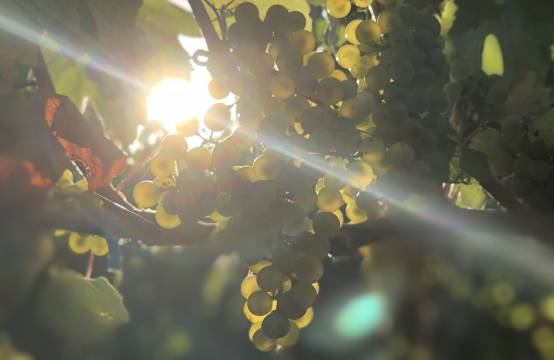 Tros chardonnay in wijngaard Seven Springs